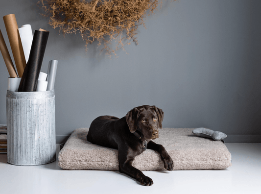 The Art of Living: European-Made Sustainable Luxury for Pets - The PetLux Club
